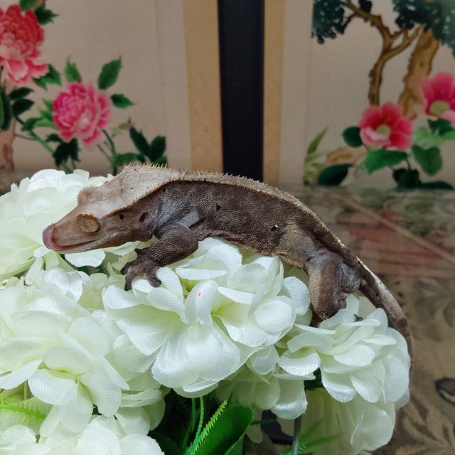 카푸치노 RCK