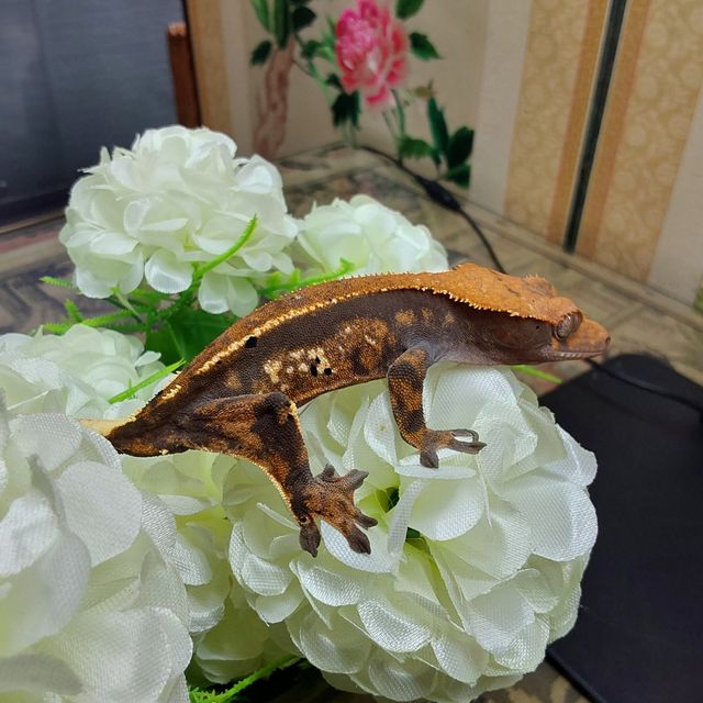 카푸치노 RCK