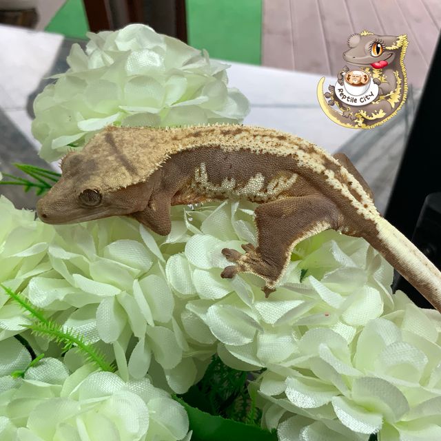 릴리화이트