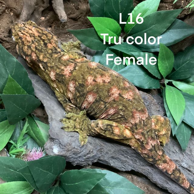 트루 컬러