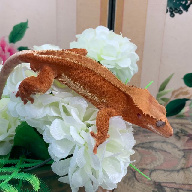 레드 팬텀 릴리화이트