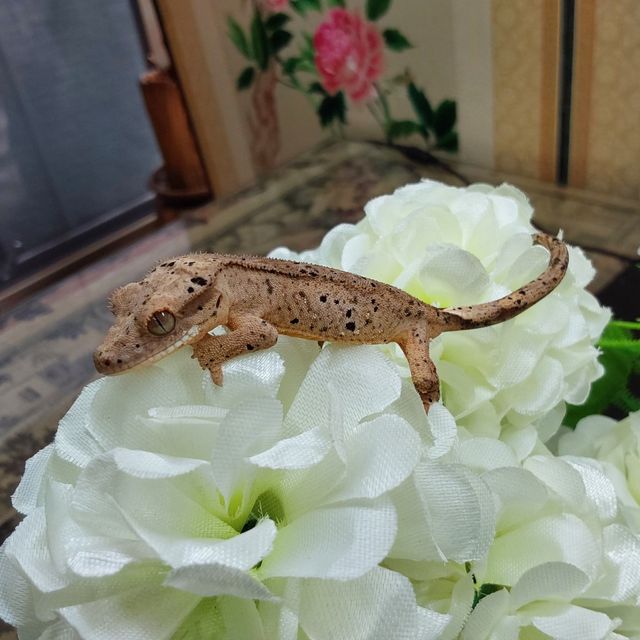슈퍼달마시안 RCK