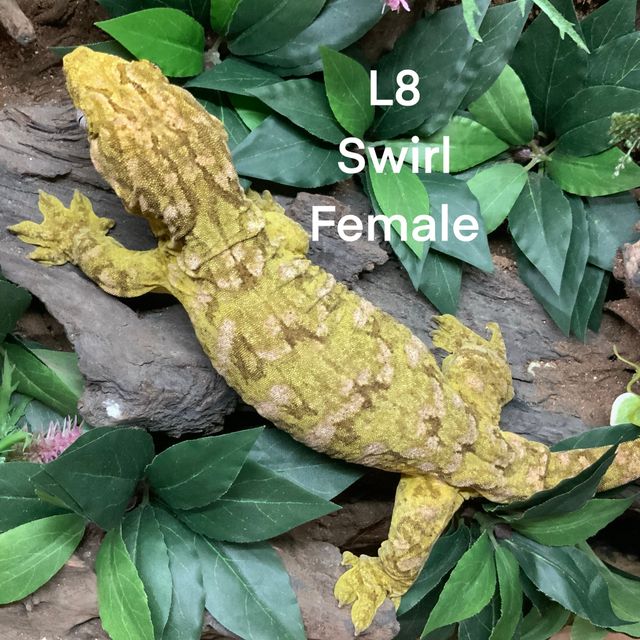 노멀