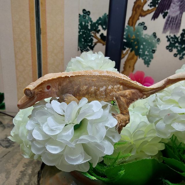 핀스트라이프 RCK