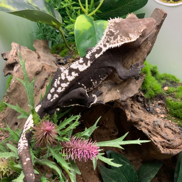 아잔틱