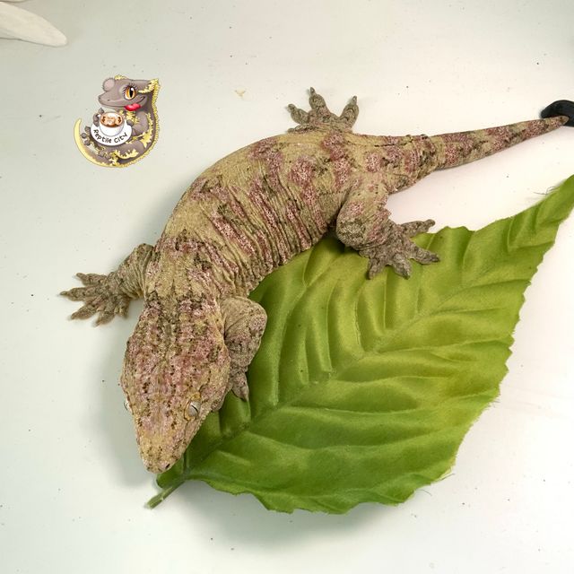 트루 컬러
