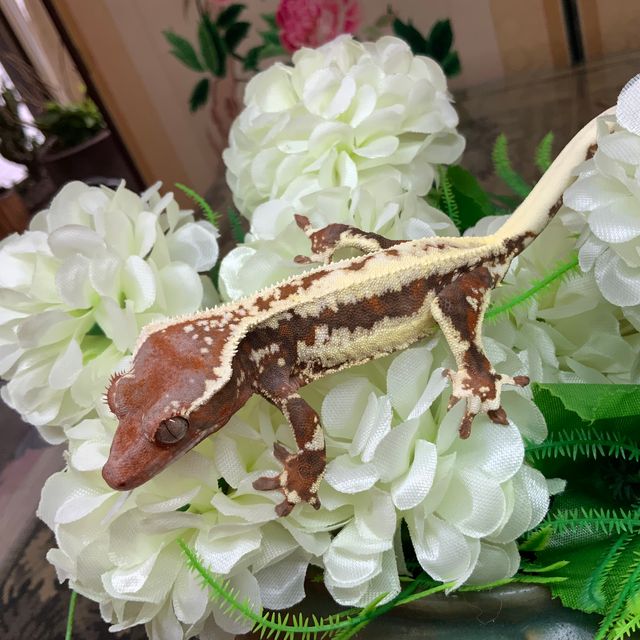 프라푸치노