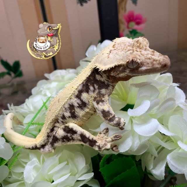릴리화이트