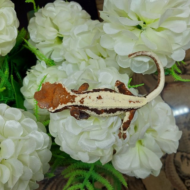 프라푸치노 RCK