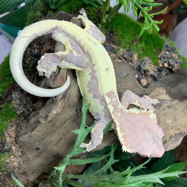 프라푸치노 RCK
