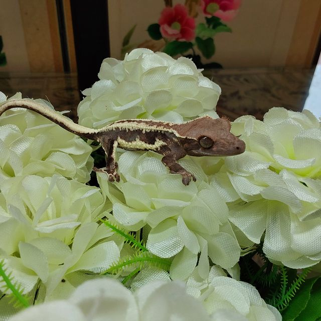 프라푸치노 RCK