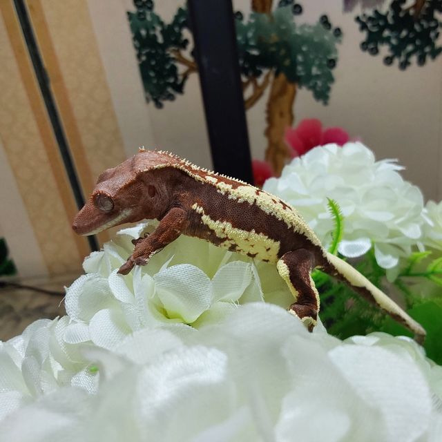 프라푸치노 RCK
