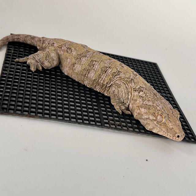 다스몰