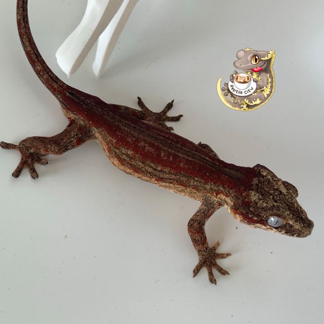 레드