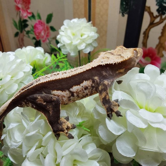 핀스트라이프 RCK