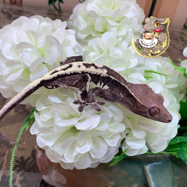 프라푸치노