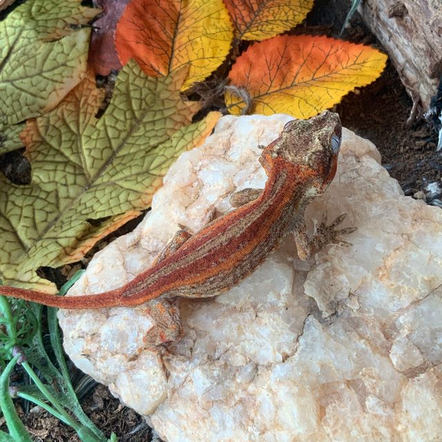 Red Orange