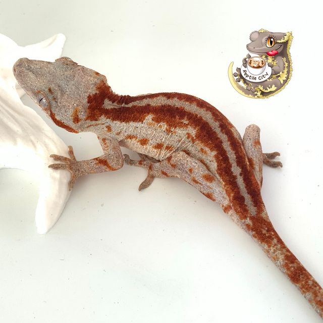 레드