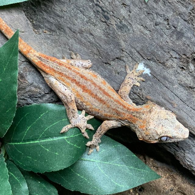 오렌지 스트라이프 레드