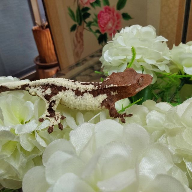 프라푸치노 RCK