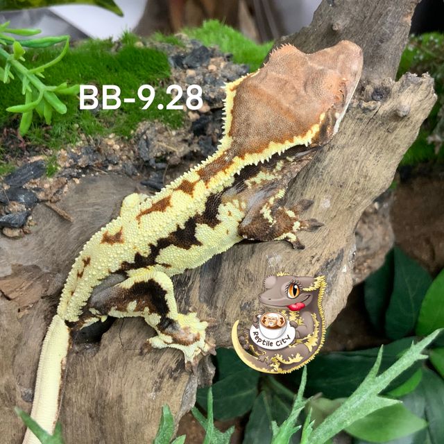 프라푸치노 RCK