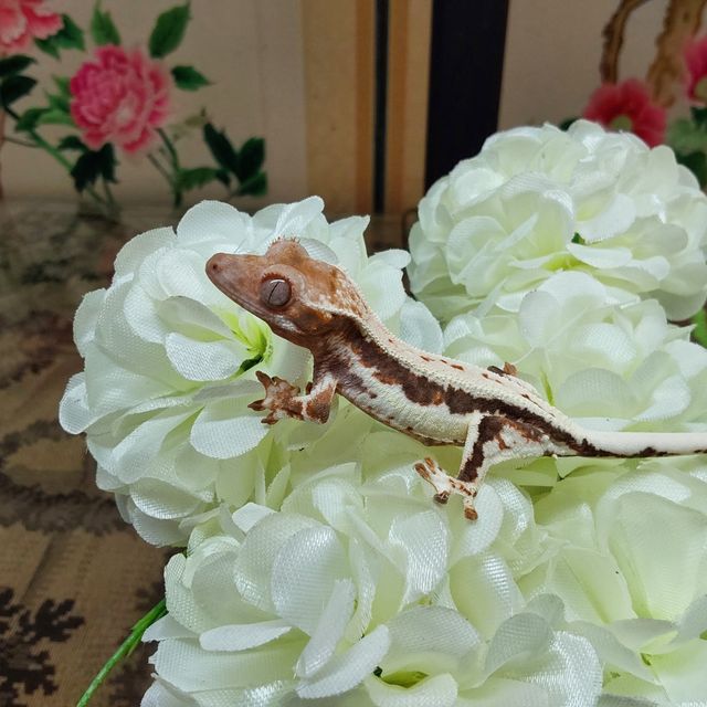 프라푸치노 RCK