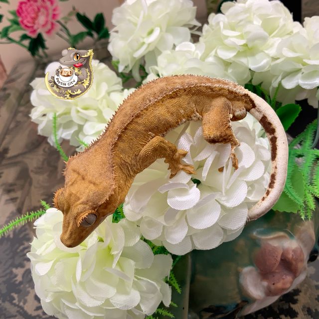 옐로우 팬텀 릴리화이트