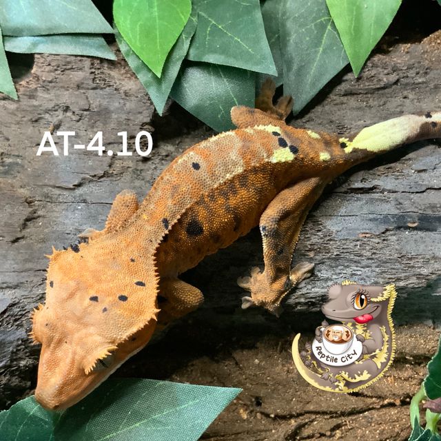 카푸치노 RCK