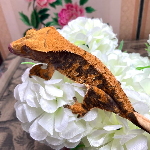 타이거