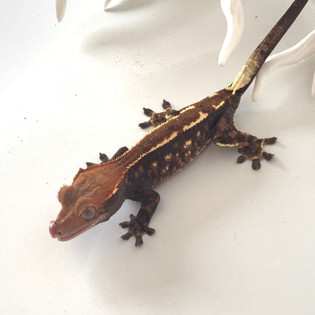 카푸치노