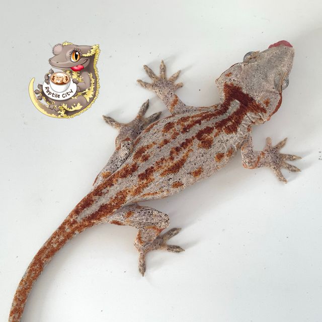 레드