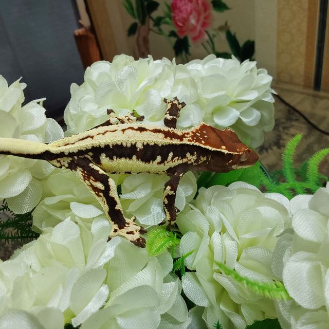 프라푸치노 RCK