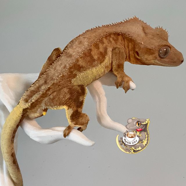 릴리화이트