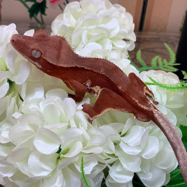 레드 팬텀 릴리화이트
