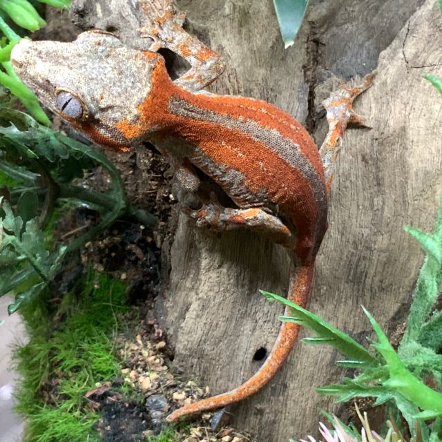 레드 스켈레톤