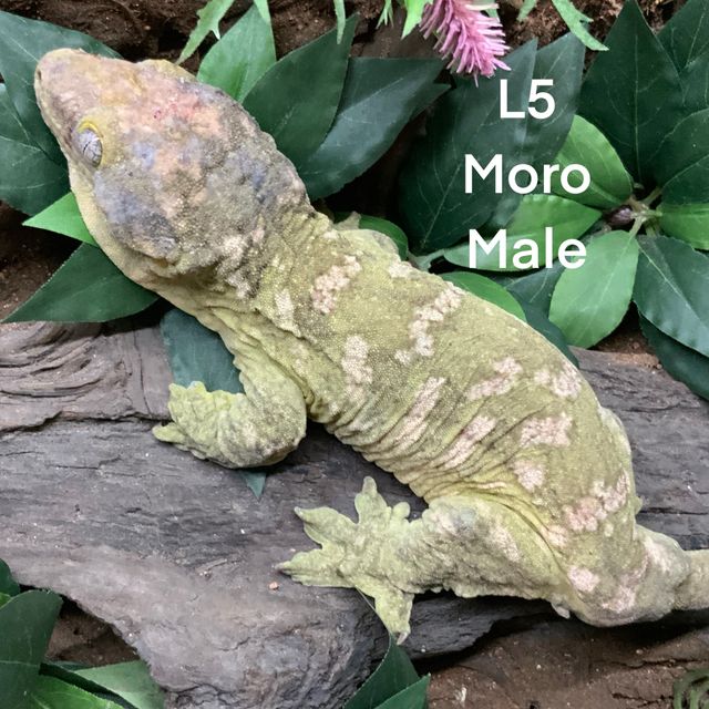 모로