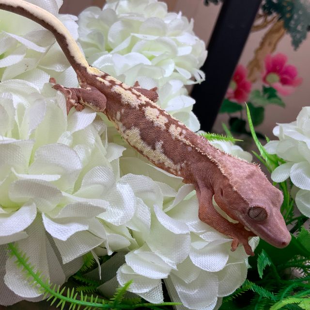 프라푸치노