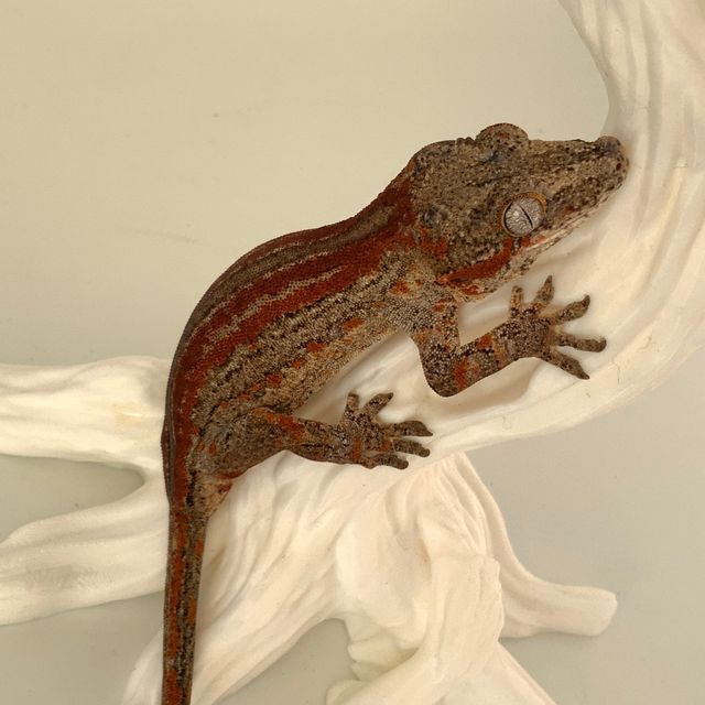 레드