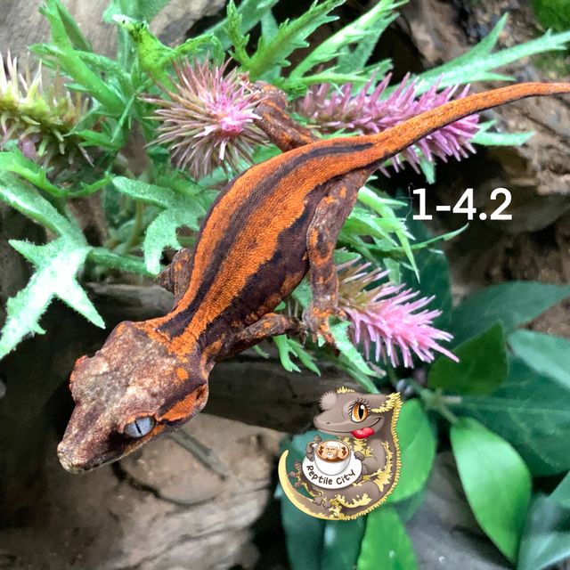 레드 베이컨 스트라이프