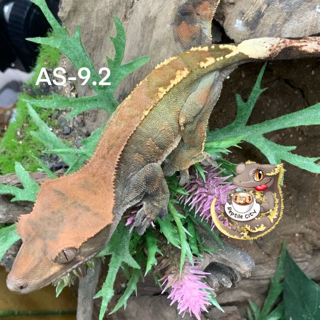 카푸치노 RCK