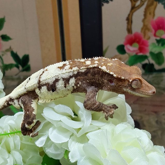 프라푸치노