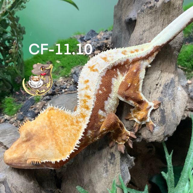 릴리화이트 레드