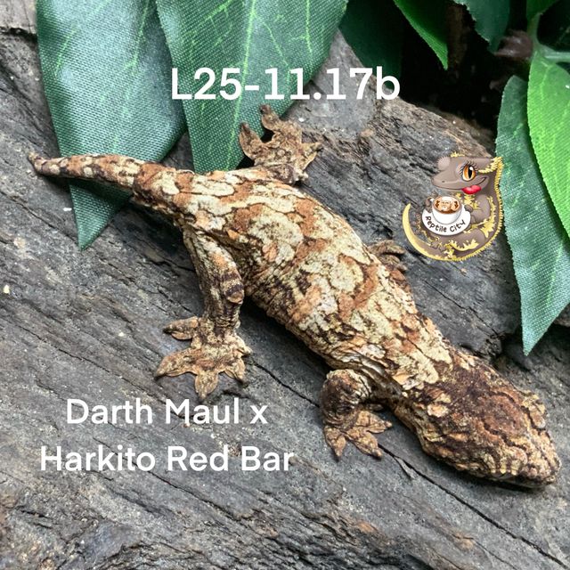 Darth maul Red bar Harkito