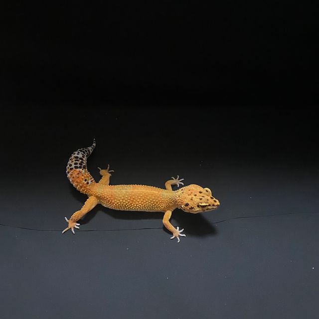 그린 텐저린