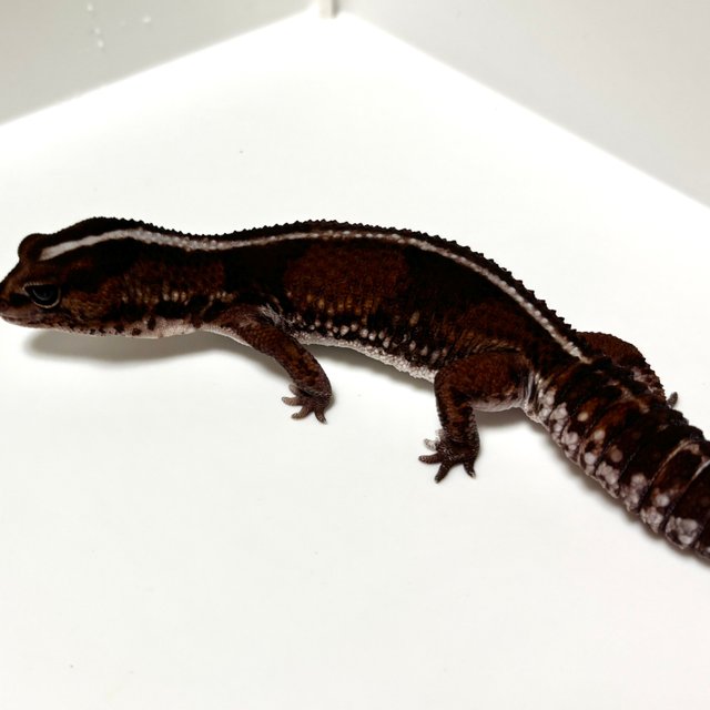 노멀 헷 오레오 헷 패턴리스