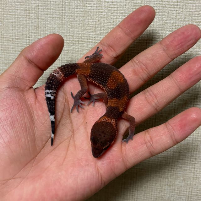 다크 만다린