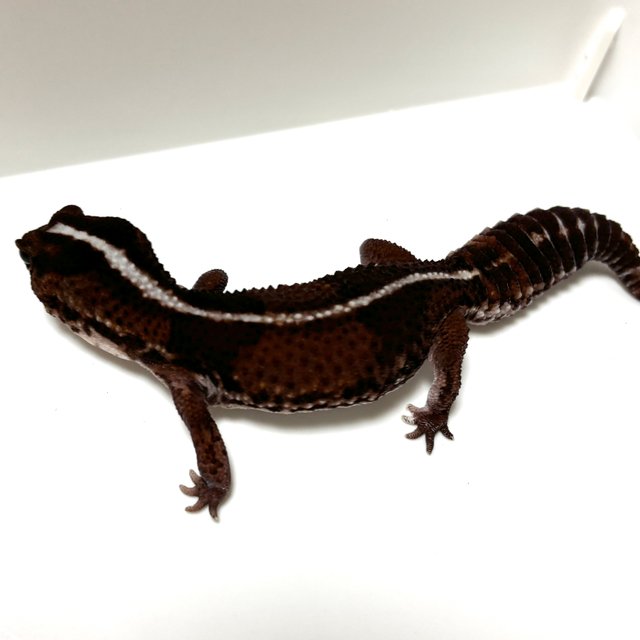 노멀 헷 오레오 헷 패턴리스