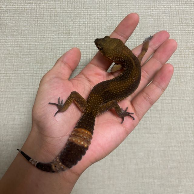 블랙나이트 만다린