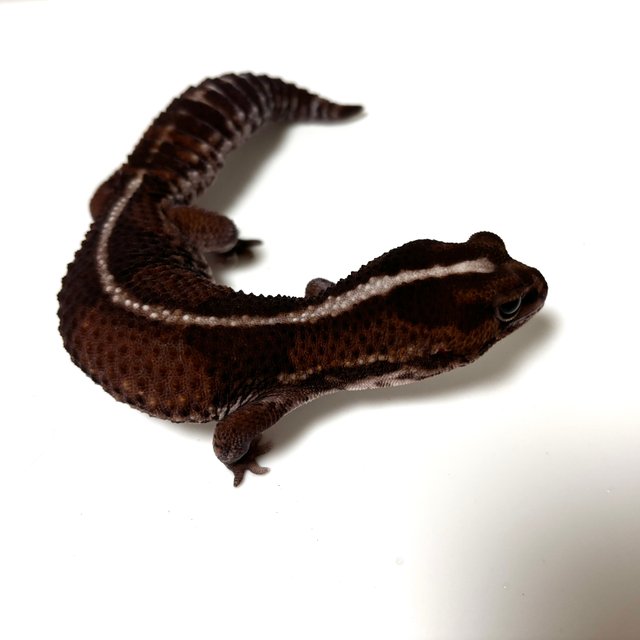 노멀 헷 오레오 헷 패턴리스