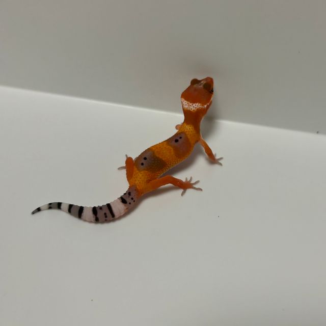 텐저린